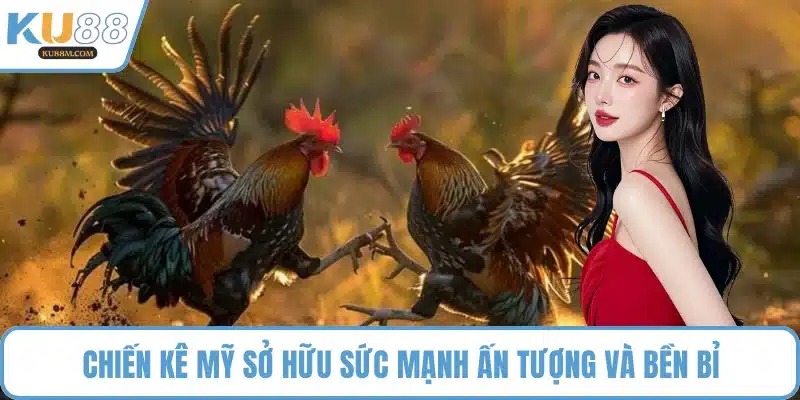 Chiến kê Mỹ sở hữu sức mạnh ấn tượng và bền bỉ